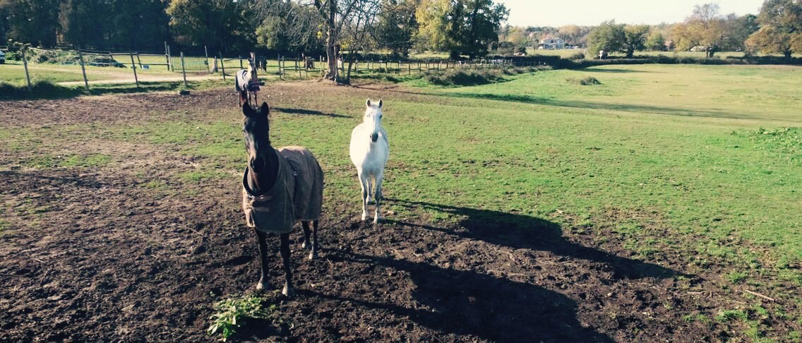 Pension pour chevaux près de Saint Loubès, Bordeaux, Gironde 33